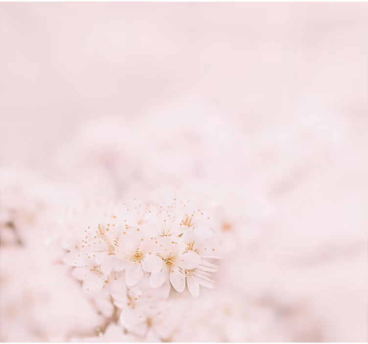 Delikata körsbärsblommor Rullgardin huvudsovrum - Tenstickers