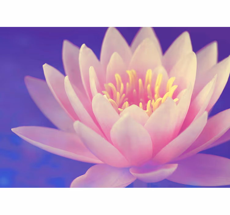 Rullgardin kök rosa lotusblomma - Tenstickers