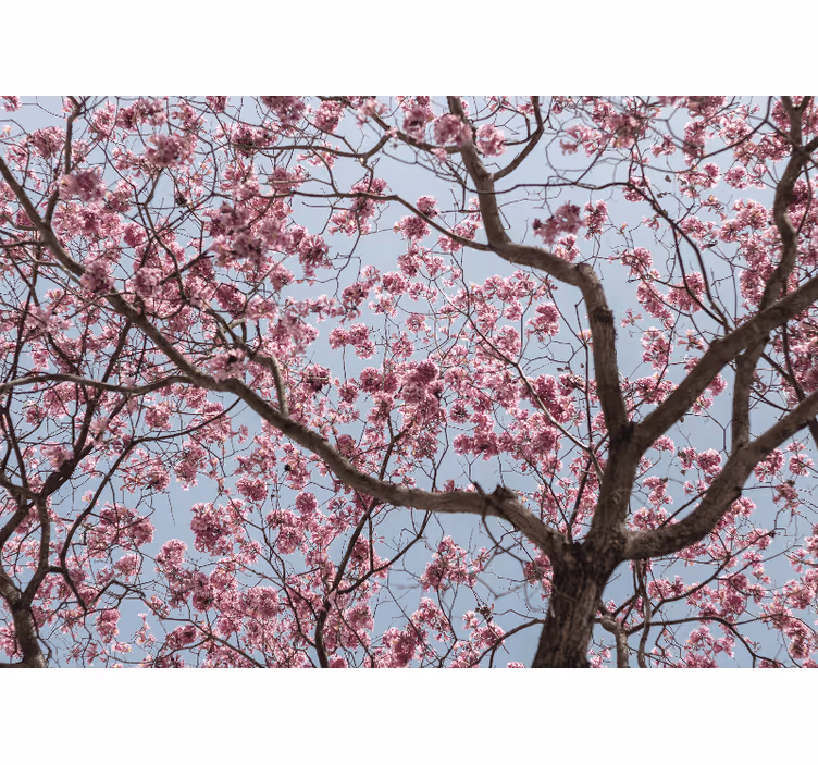 Rullgardin kök vackra rosa körsbärsblommor - Tenstickers
