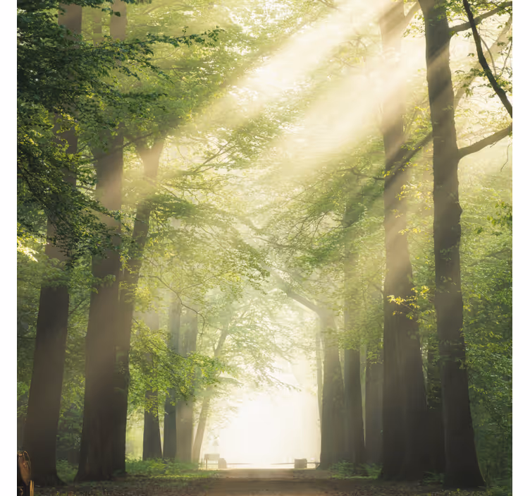 Rullgardin vardagsrum grön skog med solen - Tenstickers