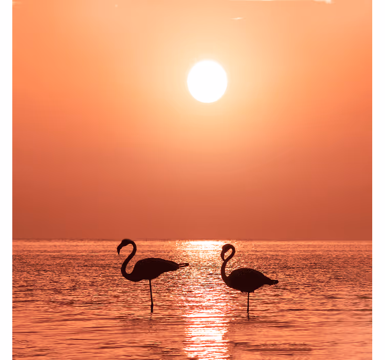 Rullgardin vardagsrum fin flamingo med solnedgång - Tenstickers