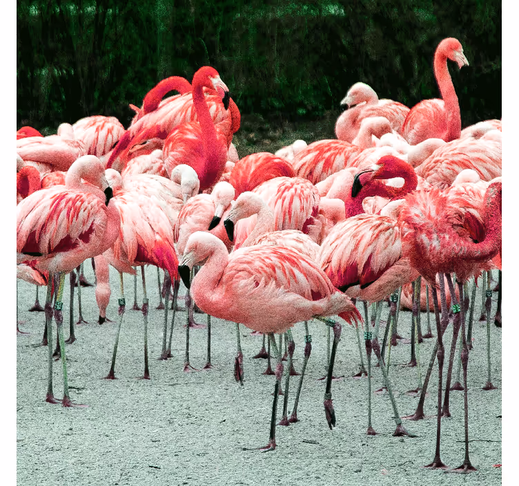 Rullgardin vardagsrum fina flamingos på vatten - Tenstickers