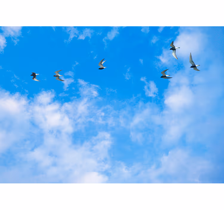 Rullgardin blå himmel och måsar - Tenstickers