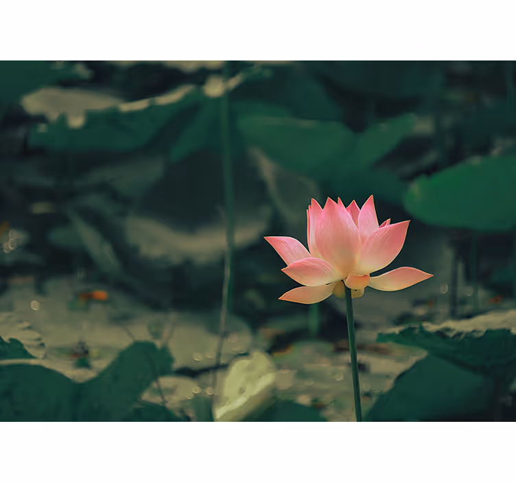 Rullgardin grön med rosa blommor - Tenstickers