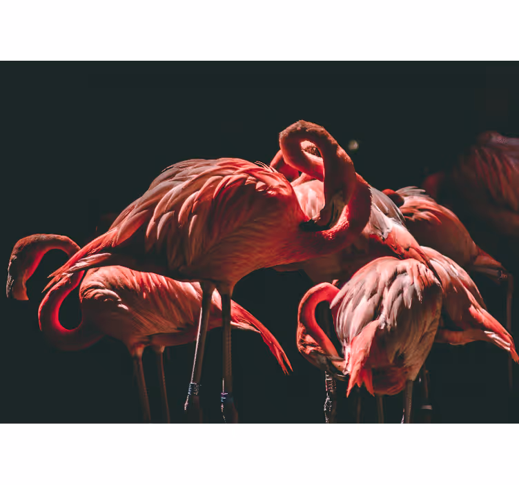 Rullgardin vardagsrum med ljusrosa flamingos - Tenstickers