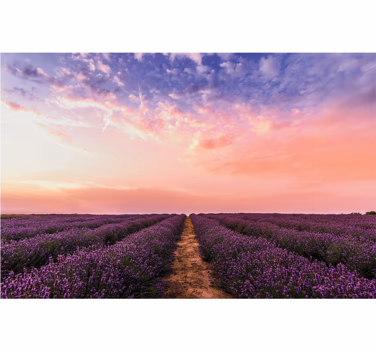 Rullgardin vardagsrum lavendelblommor i frankrike - Tenstickers