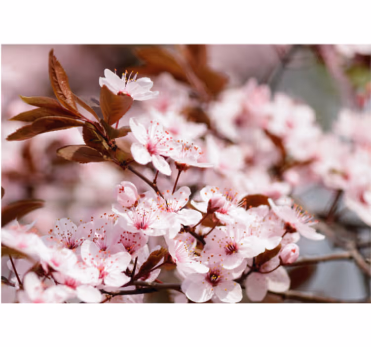 Rullgardin vardagsrum körsbärsblommor - Tenstickers
