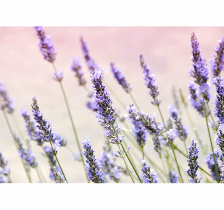 Rullgardin vardagsrum en bukett lila blommor - Tenstickers