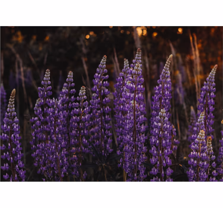 Rullgardin vardagsrum skog återupplivad av violetta blommor - Tenstickers