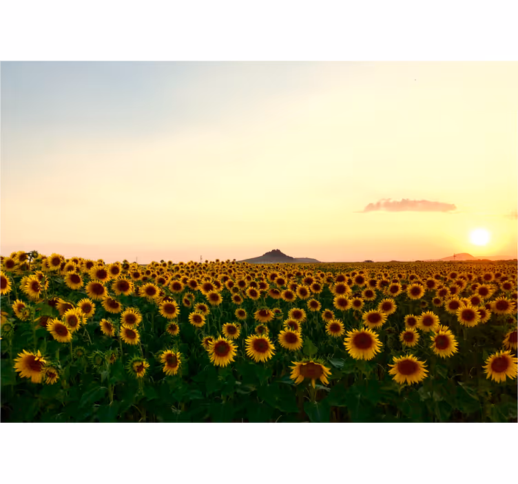 Rullgardin vardagsrum storslaget landskap med blommor - Tenstickers