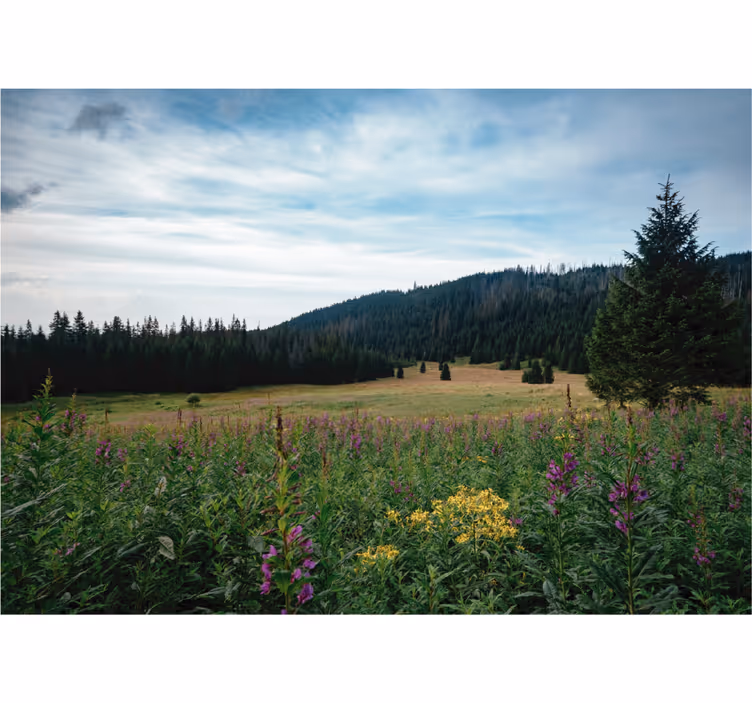 Rullgardin vardagsrum tatra park på våren - Tenstickers