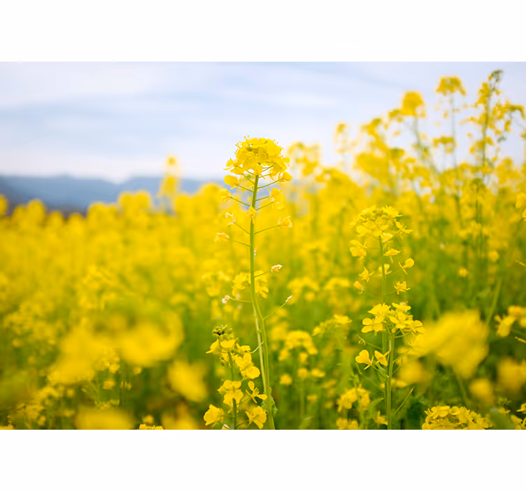 Rullgardin vardagsrum fält av gula blommor - Tenstickers