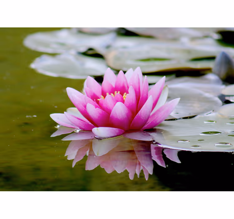Rullgardin vardagsrum rosa zen lotusblomma - Tenstickers