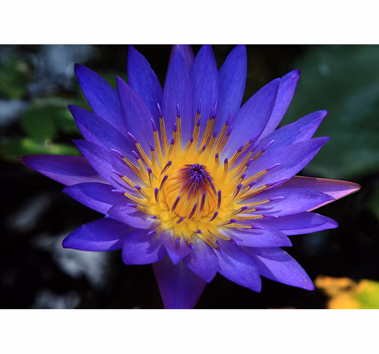 Rullgardin vardagsrum lila lotusblomma - Tenstickers