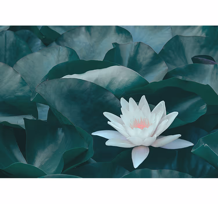 Rullgardin vardagsrum zen vit lotusblomma - Tenstickers