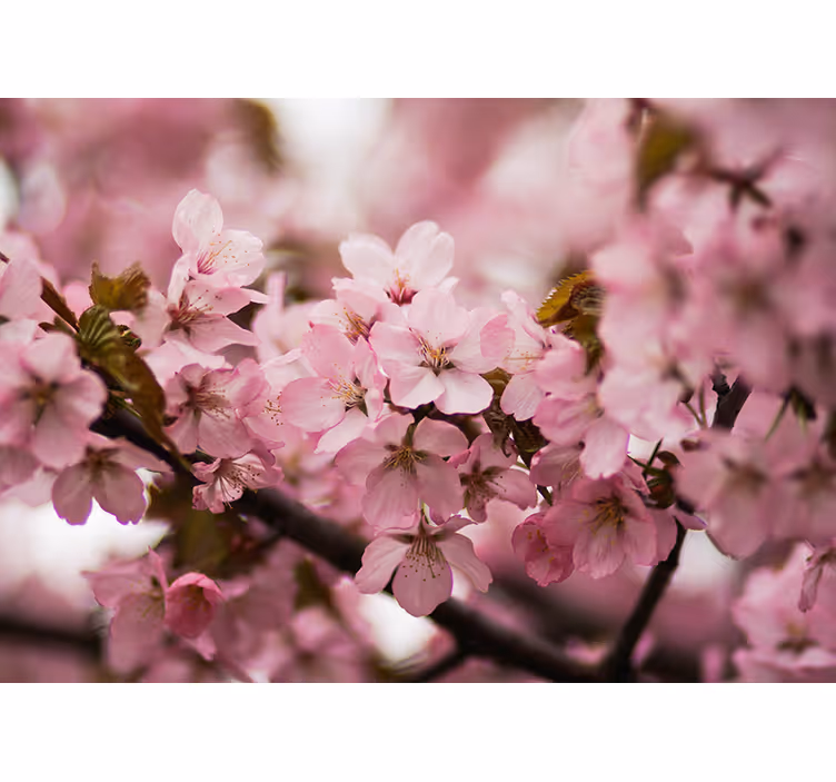 Rullgardin vardagsrum rosa körsbärsblomma - Tenstickers
