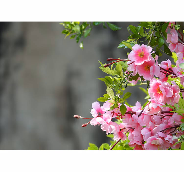 Rullgardin vardagsrum rosa blommor 3d - Tenstickers