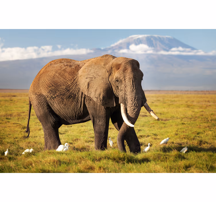 Rullgardin vardagsrum kilimanjaro elefant - Tenstickers