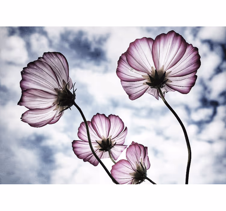 Rullgardin vardagsrum elegant lila kosmosblomma design - Tenstickers