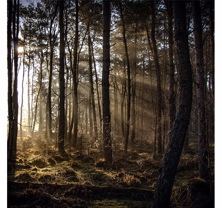 Rullgardin vardagsrum "natur" soluppgång i skogen - Tenstickers
