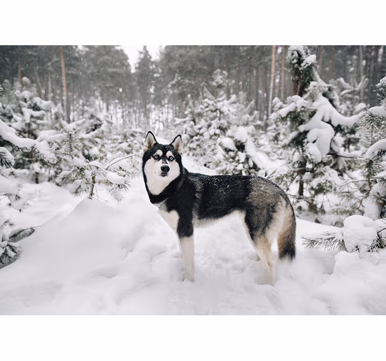 Vit rullgardin vinterskog och huskytik - Tenstickers