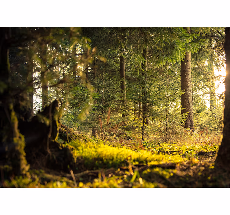 Rullgardin sovrum grön skog med alla träd och solstrålar - Tenstickers