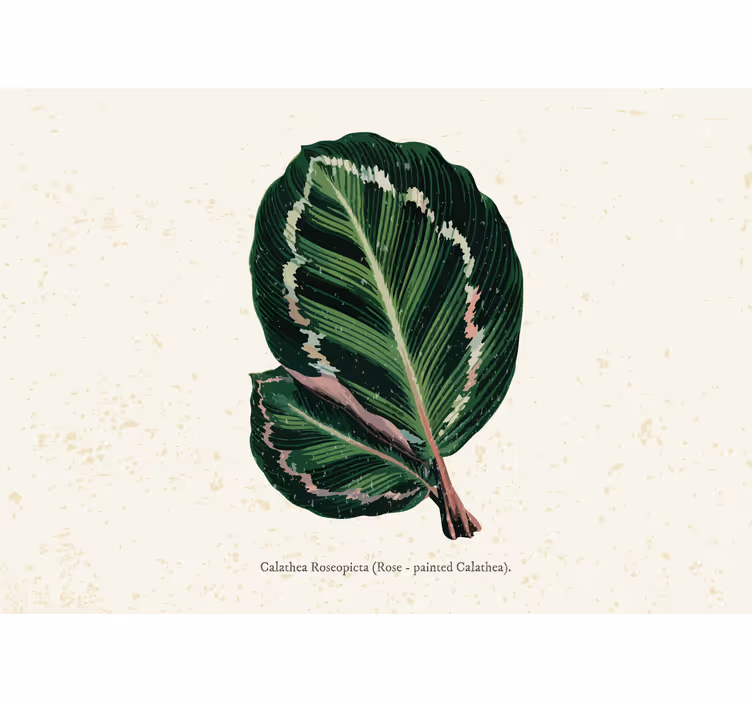 Rullgardin sovrum gröna röda maranta blad - Tenstickers