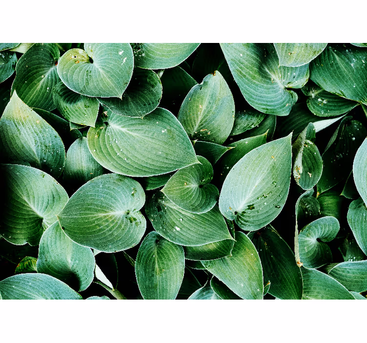 Rullgardin sovrum grönbladig foliage - Tenstickers