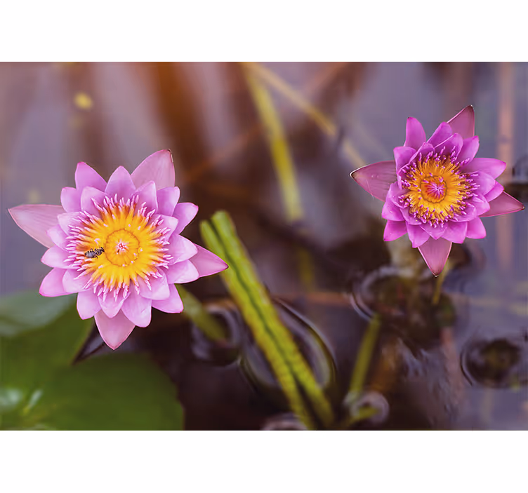 Rullgardin sovrum rosa/lila lotus - Tenstickers