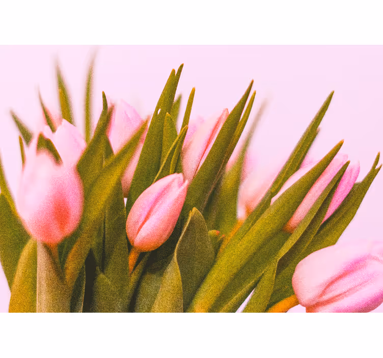 Rullgardin sovrum tulpaner på rosa bakgrund - Tenstickers