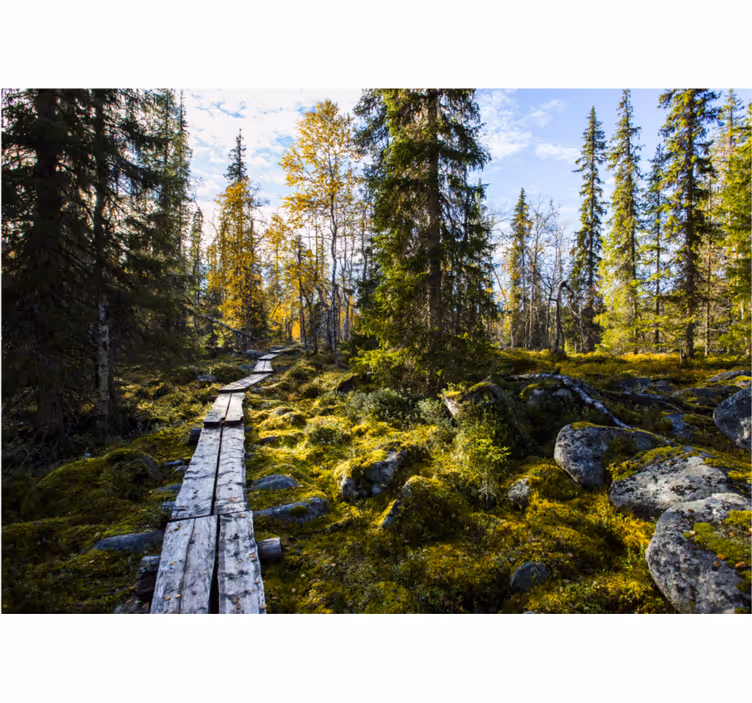 Rullgardin sovrum koli nationalpark finland - Tenstickers