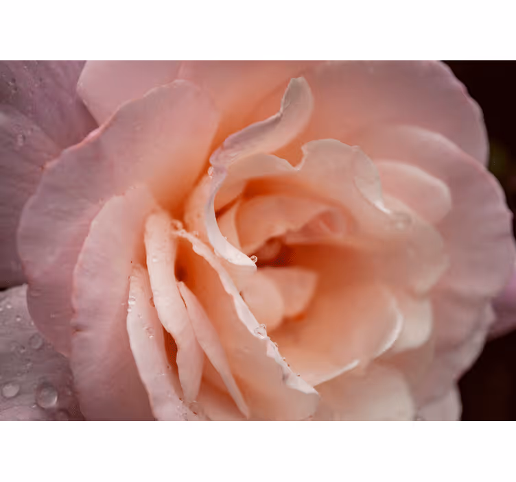 Rullgardin sovrum elegant stil rosa rosenvattendroppar - Tenstickers