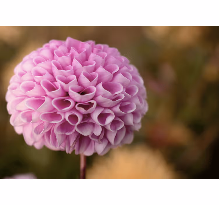 Rullgardin sovrum eleganta kärleksrosor rosa - Tenstickers