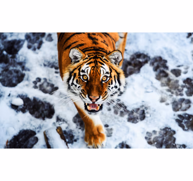 Rullgardin sovrum djärv tiger - Tenstickers