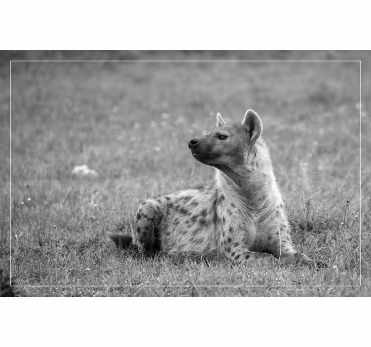 Rullgardin sovrum söt hyena - Tenstickers