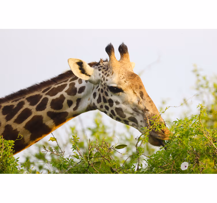 Rullgardin sovrum djurtryck giraff - Tenstickers