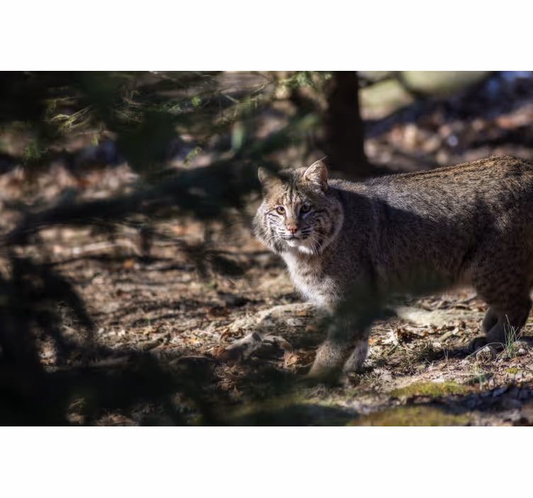 Rullgardin sovrum vildkatt - Tenstickers
