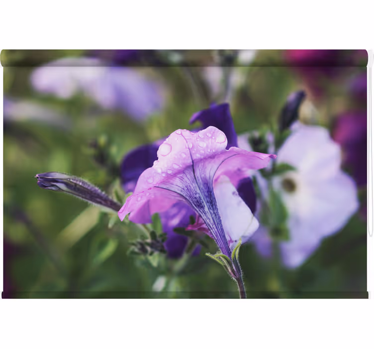 Rullgardin sovrum soldanella - Tenstickers