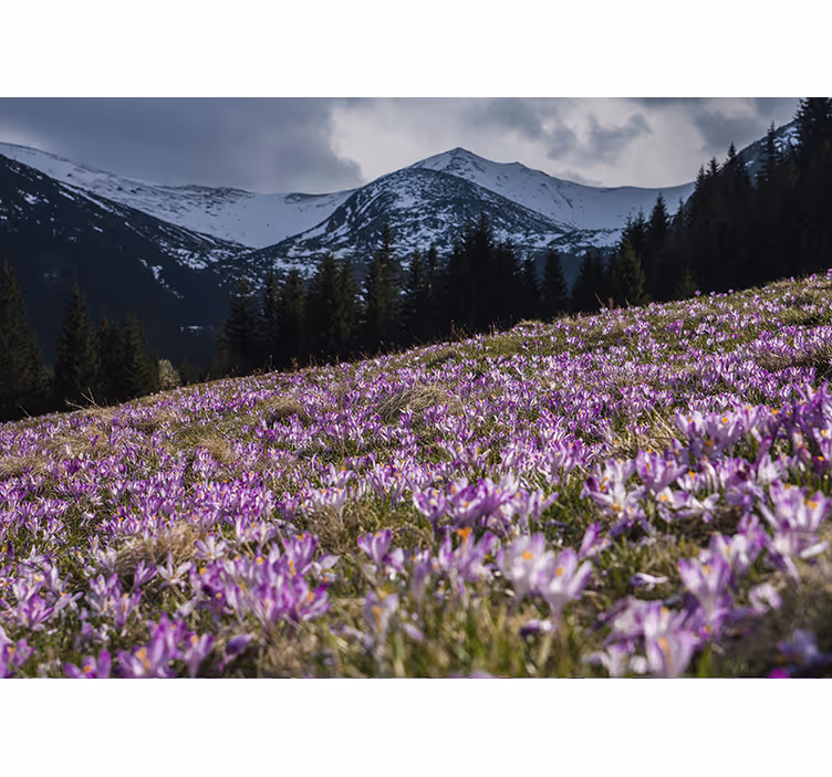 Rullgardin sovrum vacker äng av krokusblommor - Tenstickers