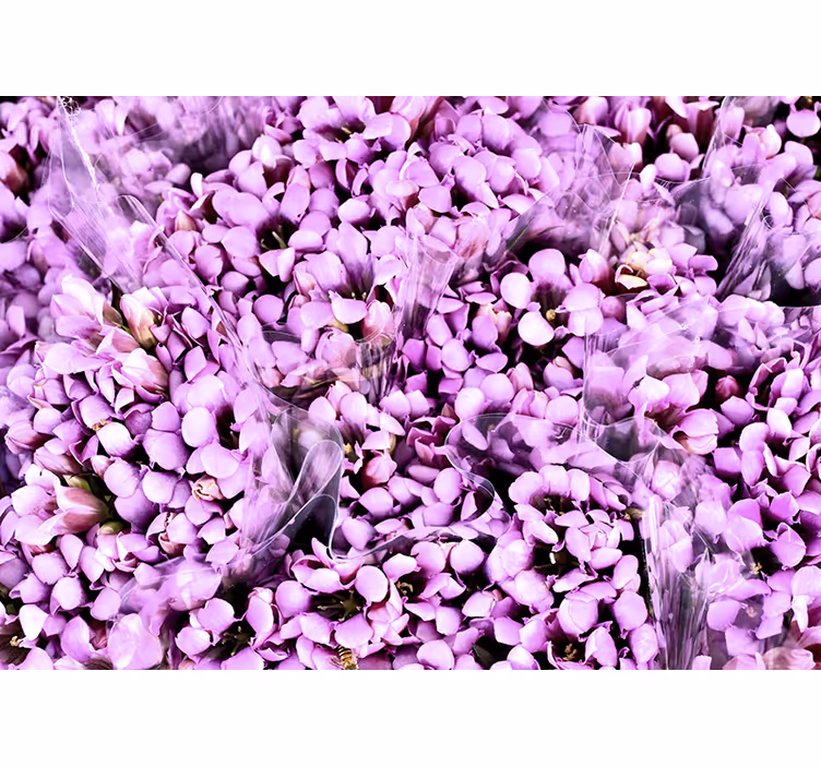 Rullgardin sovrum äng av lila krokusblommor - Tenstickers