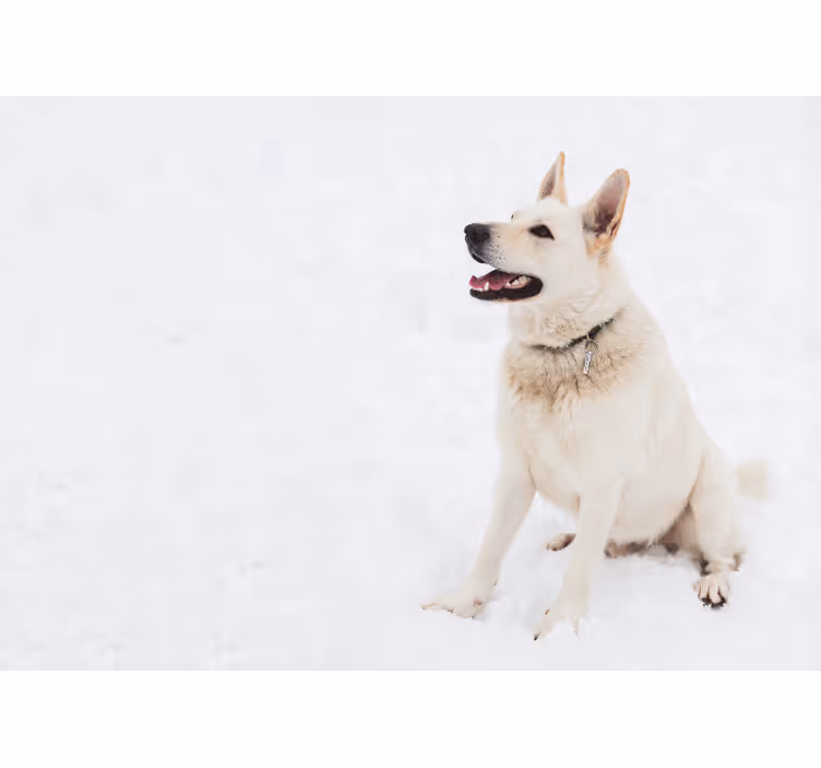 Vit rullgardin husky i snön - Tenstickers