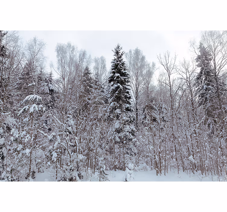 Vit rullgardin vit skog på vintern - Tenstickers