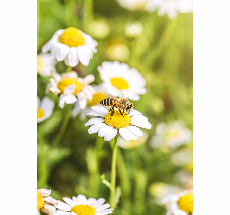 Rullgardin kök blomsterfält - Tenstickers