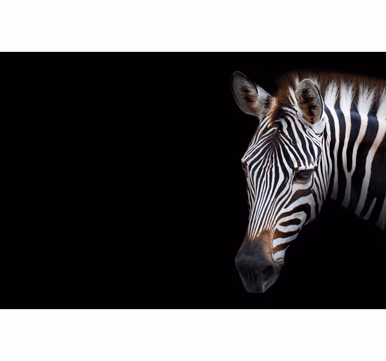 Svart rullgardin zebra bild - Tenstickers