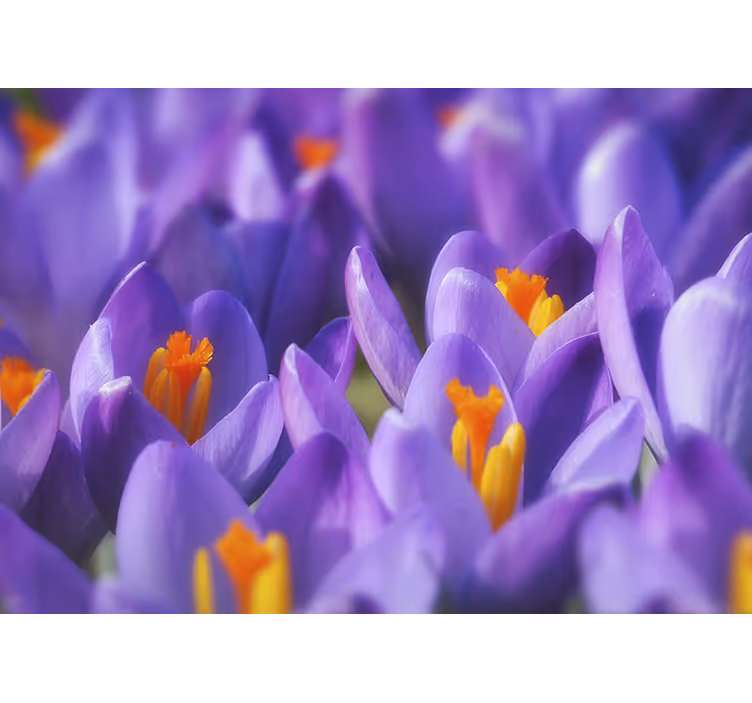 Rullgardin vardagsrum lila och orange krokusblomma - Tenstickers