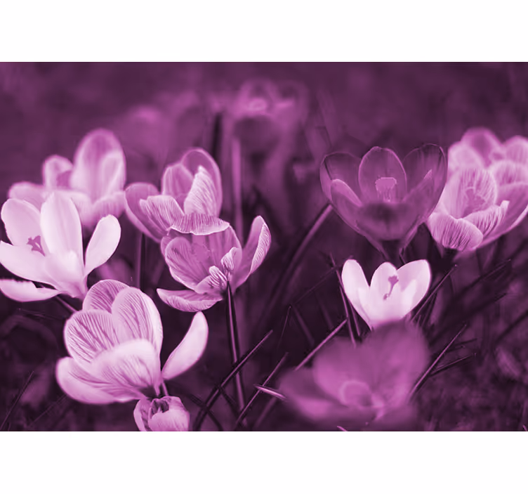 Rullgardin vardagsrum vacker rosa krokusblomma - Tenstickers