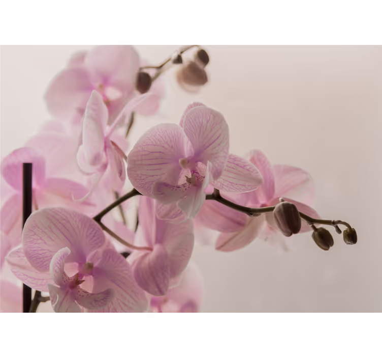 Rullgardin sovrum orchiddesign - Tenstickers
