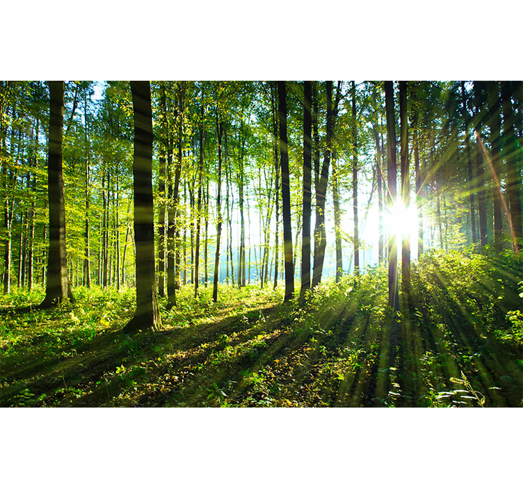 Rullgardin sovrum väggmålning skog med ljusreflektion - Tenstickers