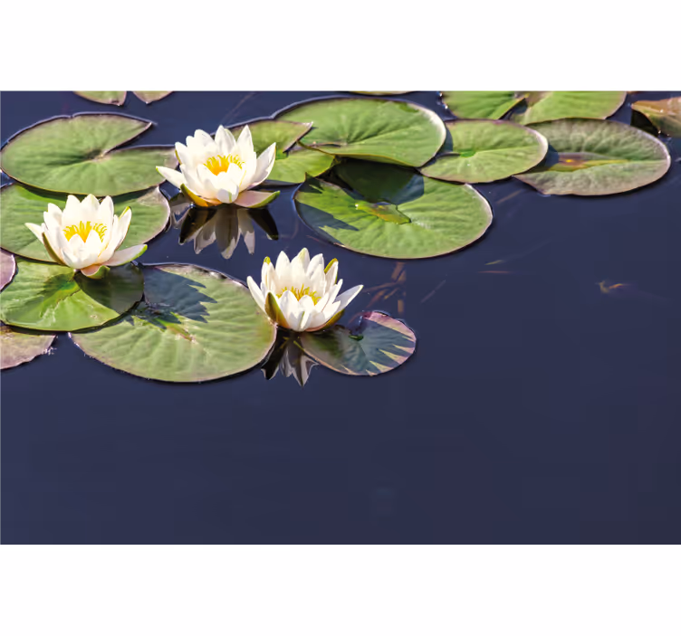 Rullgardin sovrum lotus realistisk i damm - Tenstickers