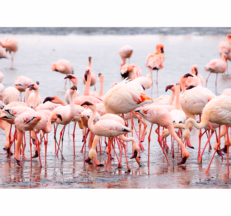Rullgardin vardagsrum camargue med flamingos - Tenstickers
